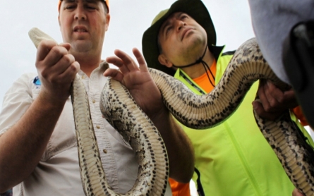 Hunters fan out in the Everglades to kill snakes